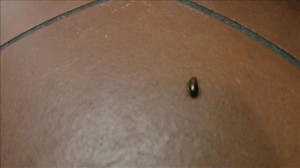 smallroach