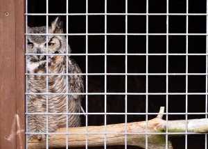 Owl in a cage